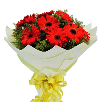 8pcs. Red Gerberas in a Bouquet